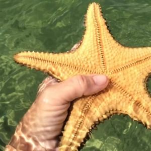 Meet your Posher, Maxine